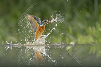 Kingfisher with catch.