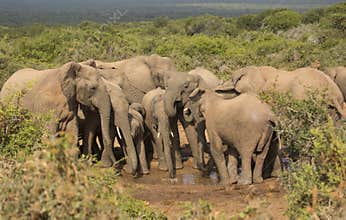 Family of elephants at water hole