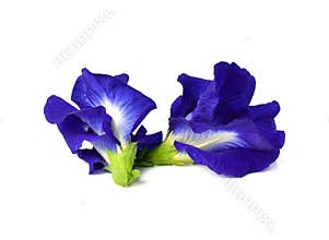 Butterfly Pea flower