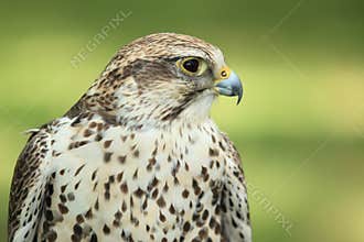 Saker falcon