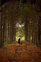 Walking in the pine corridor