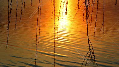Willow tree branches swaying in the wind against the background of the setting sun.sunset over the lake,sunset over the river
