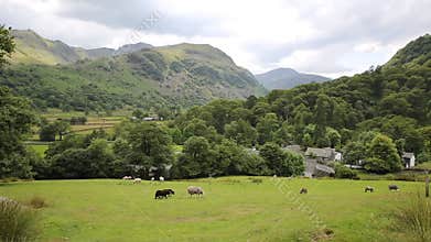 Country scene sheep in field Seatoller Borrowdale Valley Lake District Cumbria England UK