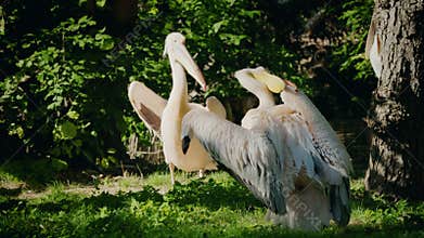 Group of white pelicans preening feathers on grassy riverbank in shaded forest habitat