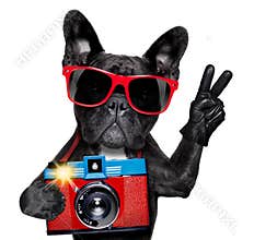 Dog photographer