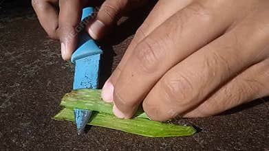 The contents of aloe vera leaves are in the form of a gel with a chewy, clear white texture.