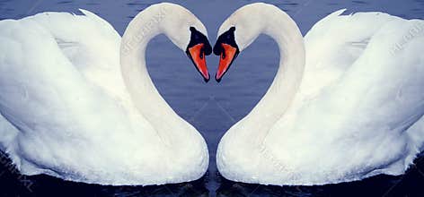 Swan heart's