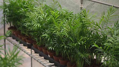Plants growing in pots inside a greenhouse in daytime