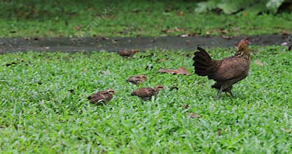 Brown Hen and Chicks Walking in Green Grass