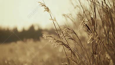 Reeds swaying in golden light at sunset