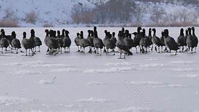 Large Flock of Coots on Ice with Crow