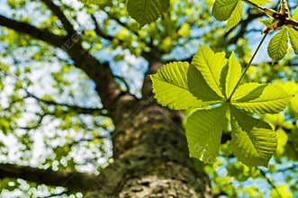 Chesnut leaf and tree