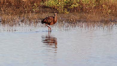 White faced ibis in morning light
