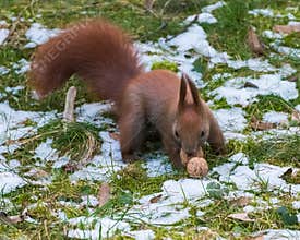 Red Squirrel Protecting Its Food from Unwanted Visitors