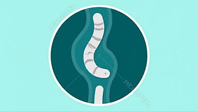 Human Legs and Intestine Illustrations on Blue Background