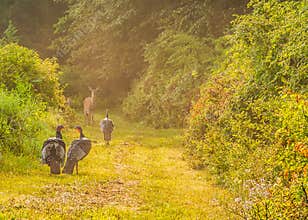 Wild Turkey (Meleagris gallopavo)
