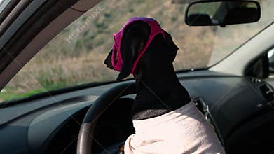 Black and tan dachshund dog sits at a car steering wheel wearing a pink eye mask and white shirt, side profile in