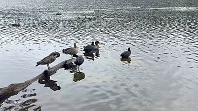 Footage of Water Birds preening themselves in a lake
