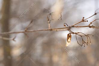 Dried Maple Samara Seeds on Winter Branch