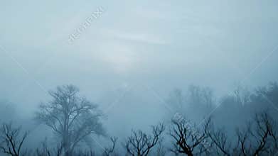 Bare trees appearing through thick morning fog