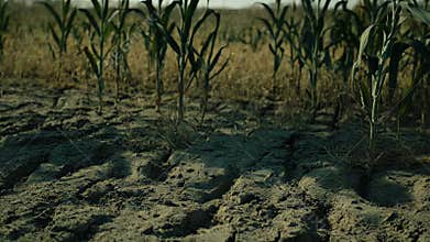 Dry cracked earth with dying cornfield during drought