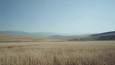 Golden grain field under vast blue sky