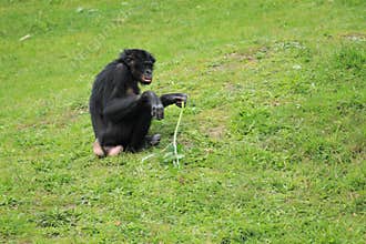 Bonobo chimpanzee