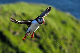 Puffin flying (fratercula arctica)