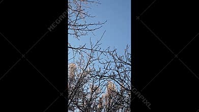 Tree branches covered in thick ice after freezing rain and winter storms.