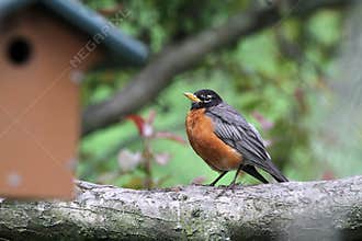 American Robin on Tree Branch Near Blurry Nestbox - Turdus migratorius