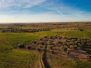 Expansive view of fields and olive trees under clear blue sky at sunset in rural landscape