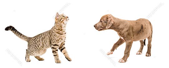 Meeting cat and puppy