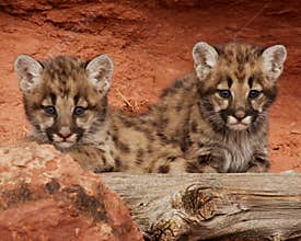 Mountain Lion Kittens