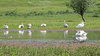 Flock of white swan