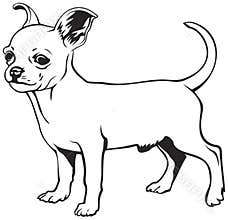 Chihuahua dog breed