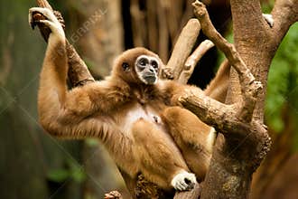 Gibbon