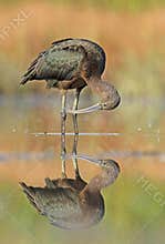 Reflection in the sunset light. Glossy ibis ( Plegadis falcinellus ) in natural habitat