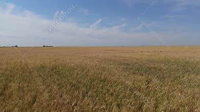 Aerial view of a field of barely in rural Alberta