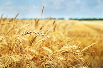 Grain field. Photo taken on 01.07.2013