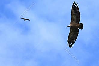 Griffon Vulture (Gyps fulvus) soaring