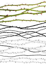 Rose lines with clipping paths