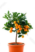 Citrus tree with fruit - small orange