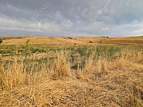 Golden fields stretch under an overcast sky in a rural landscape at dusk
