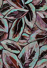 Brown tones ficus foliage painted by hand of brush strokes.