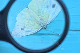 one magnifying glass magnifies a white cabbage butterfly