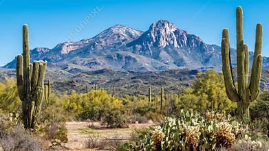 Majestic Desert Landscape with Saguaro Cacti and Snow Capped Mountains