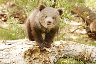 Grizzly Bear Cub