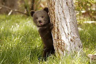 Grizzly Bear Cub