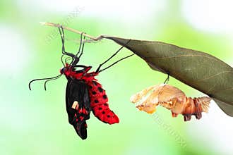 Butterfly change form chrysalis