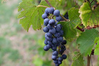 Ripe blue grapes on the vine in vineyard